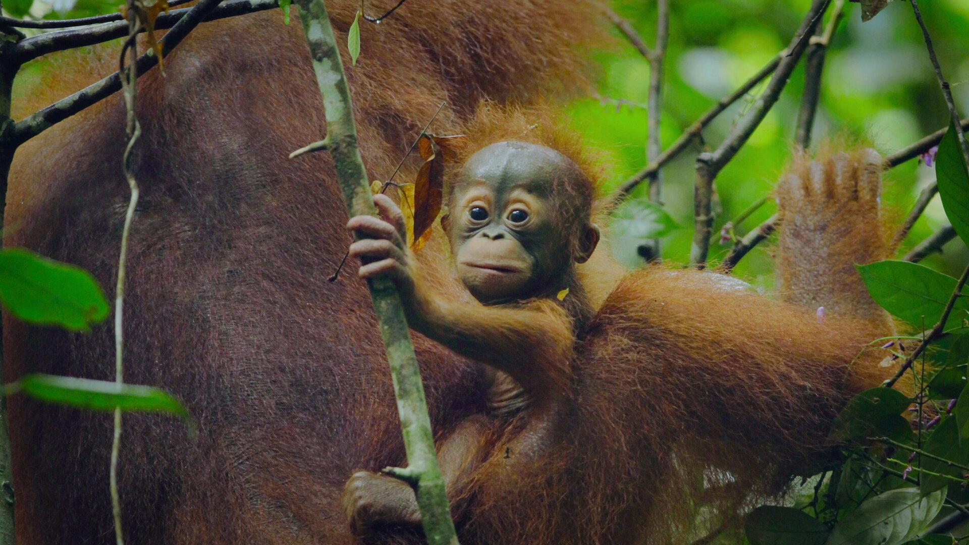 Still from Apes