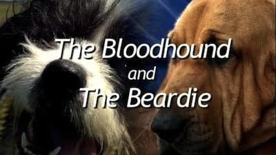 Still from The Bloodhound and the Beardie