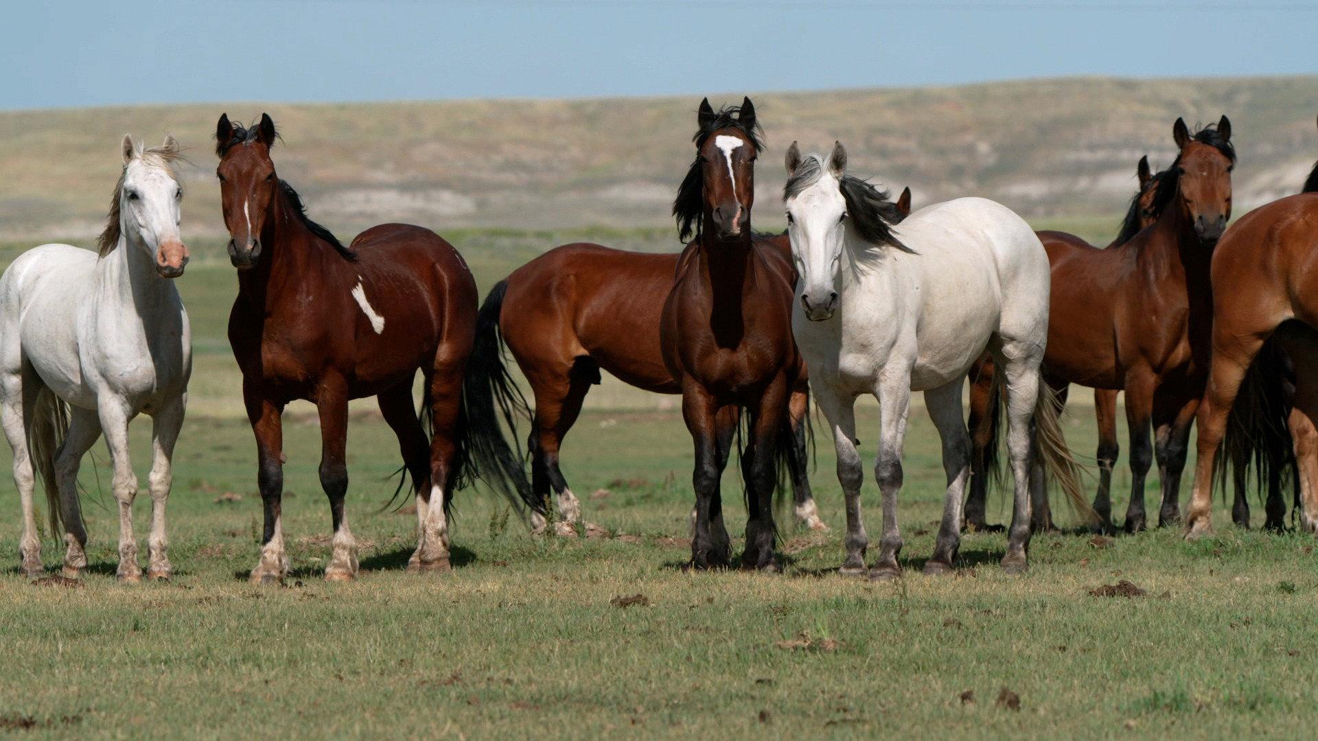 Still from 11/20/2022: The Most Dangerous Place in the World, The Panini Sticker Phenomenon, Wild Horses