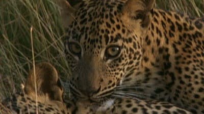 Still from Leopard Hunters
