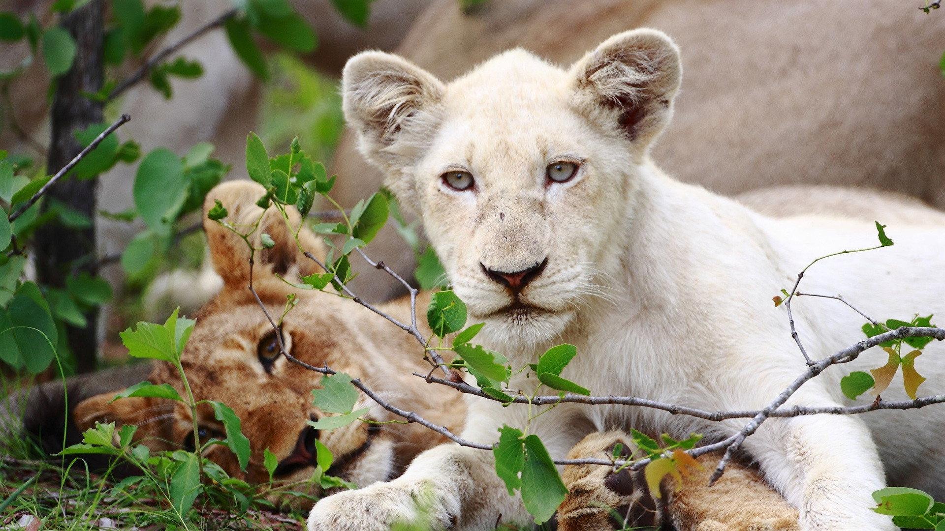 Still from The White Lions