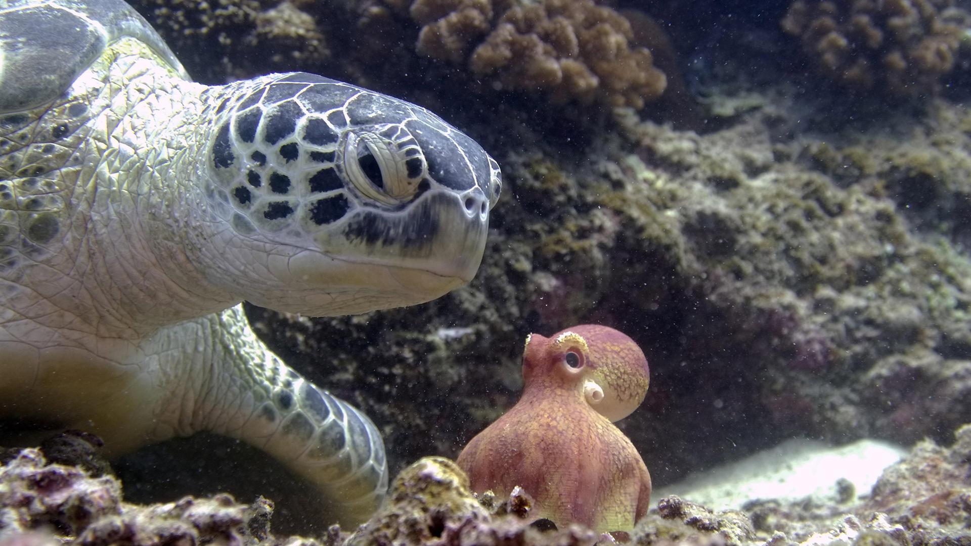 Still from Spy in the Ocean: Deep Trouble
