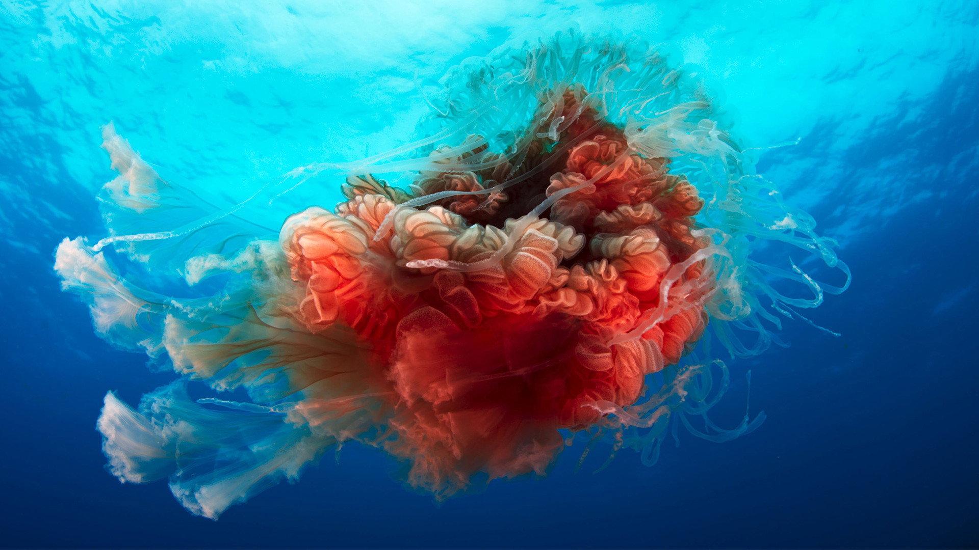 Still from Big Blue