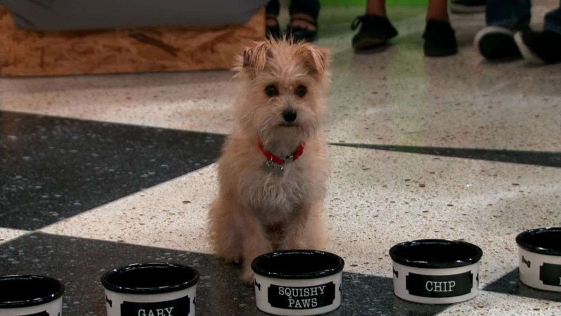 Still from The Sad Tail of Gary-Chip-Tiny-Elvis-Squishy-Paws