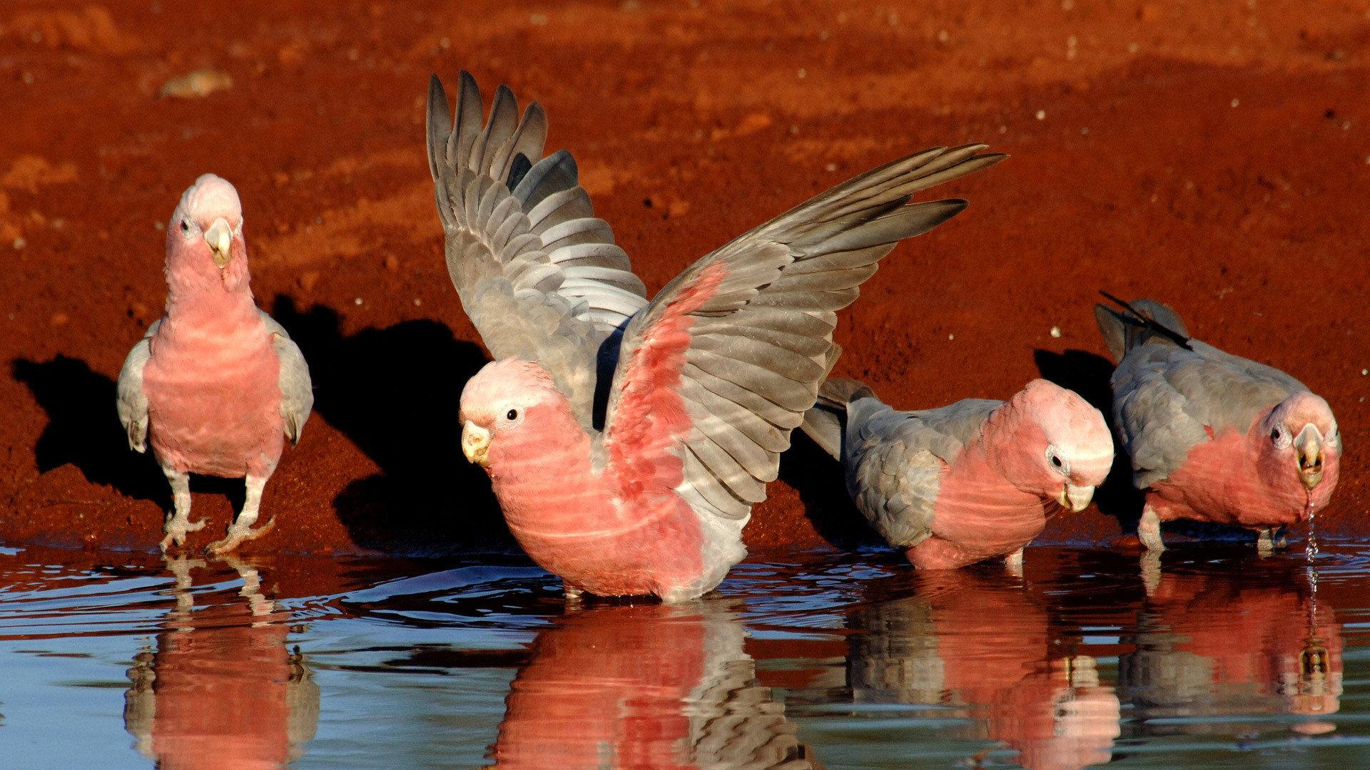 Still from Parrots in the Land of Oz