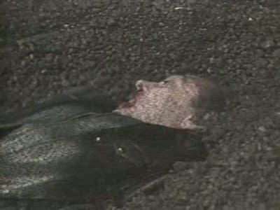 Still from Frontios (3)