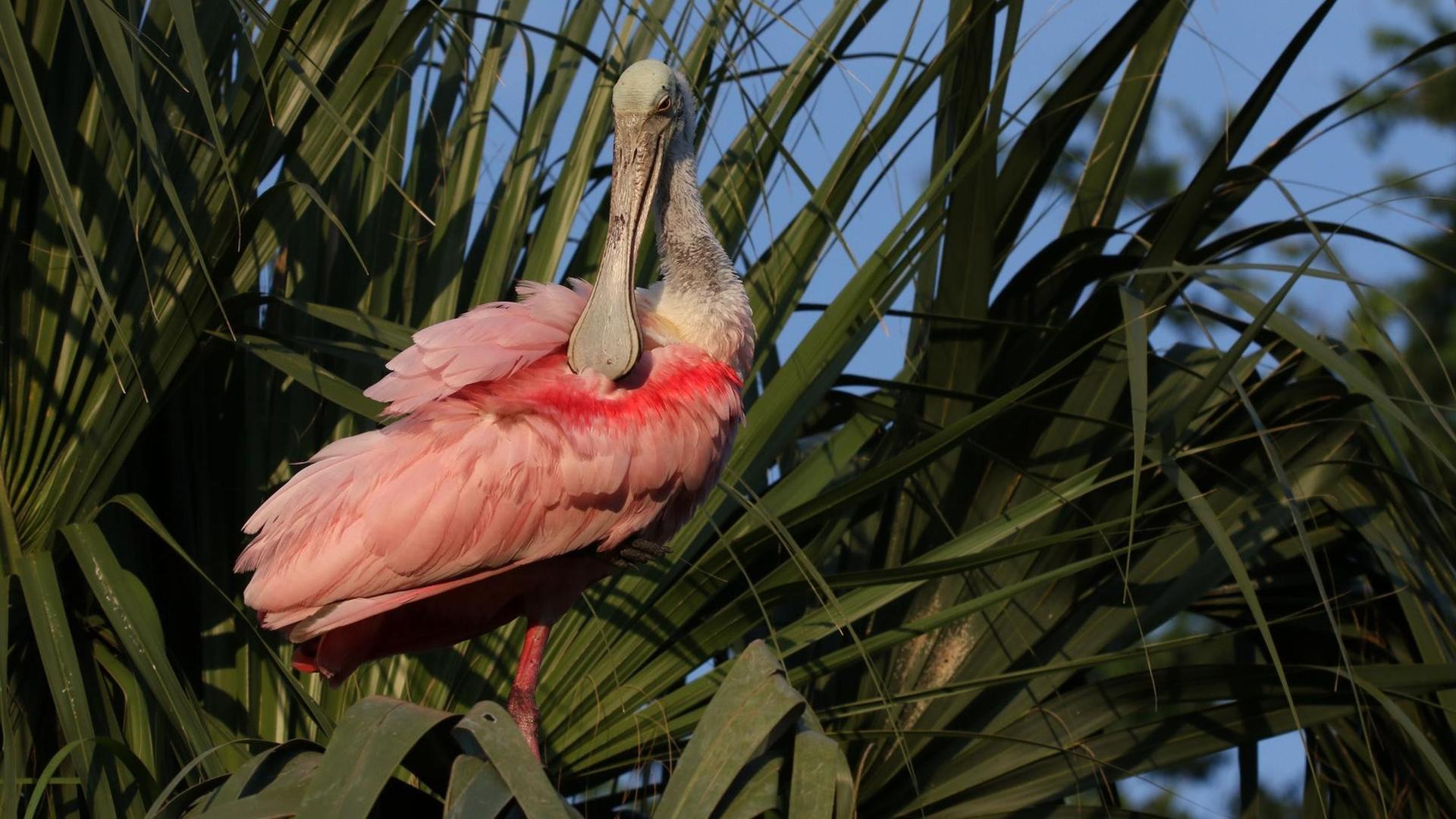 Still from Wild Florida