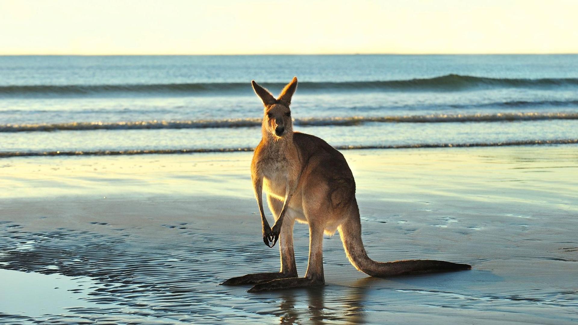 Still from Animals with Cameras 02: Australia