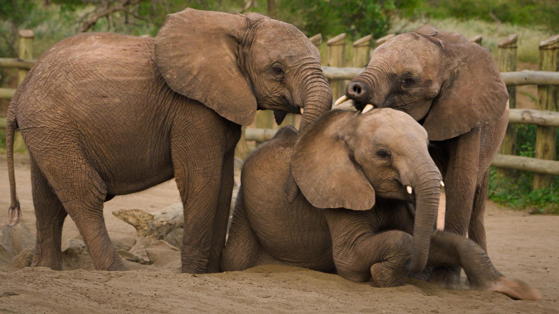 Still from Becoming Elephant: The Orphans of Reteti | Baby Steps