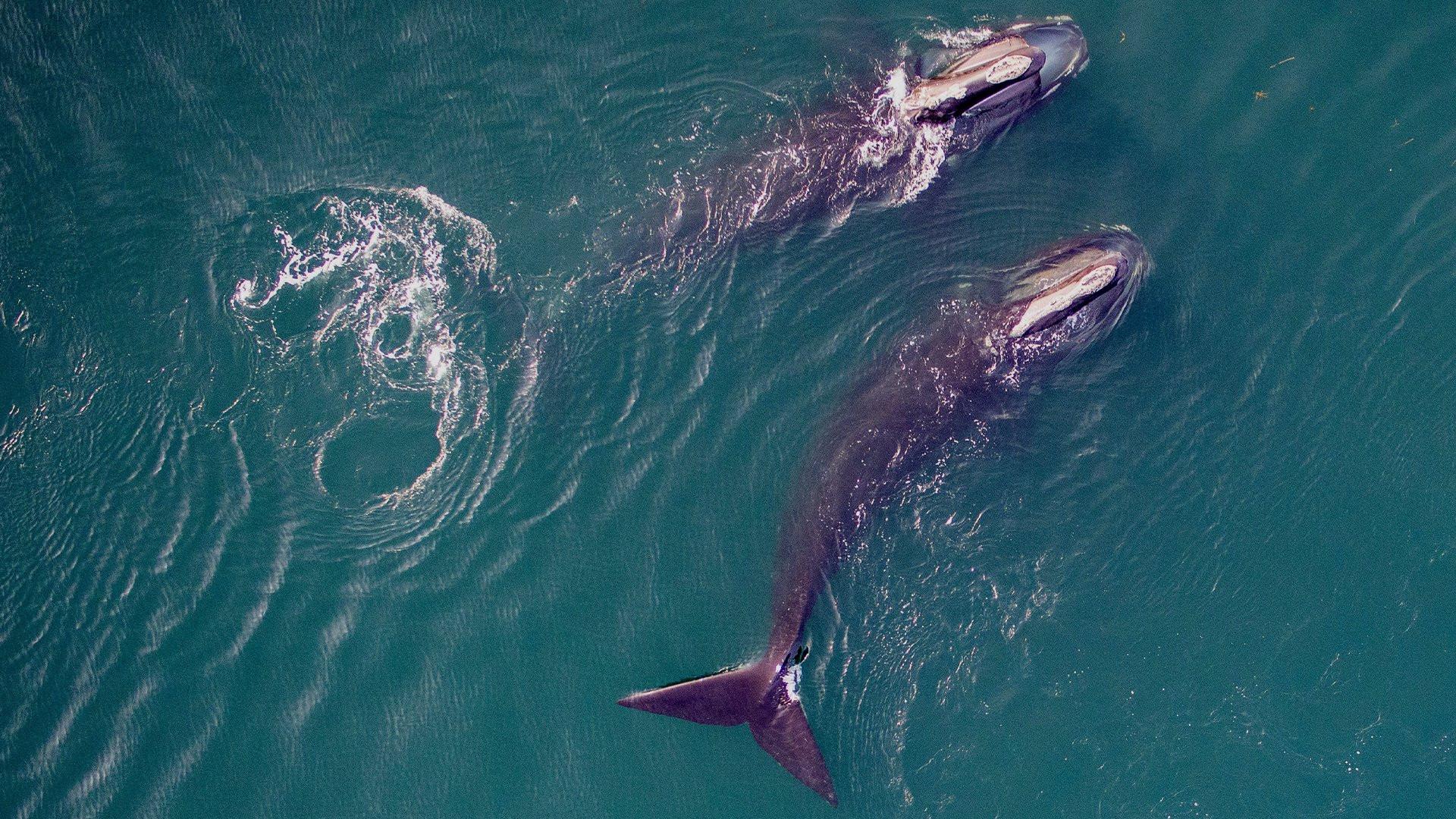 Still from Saving the Right Whale