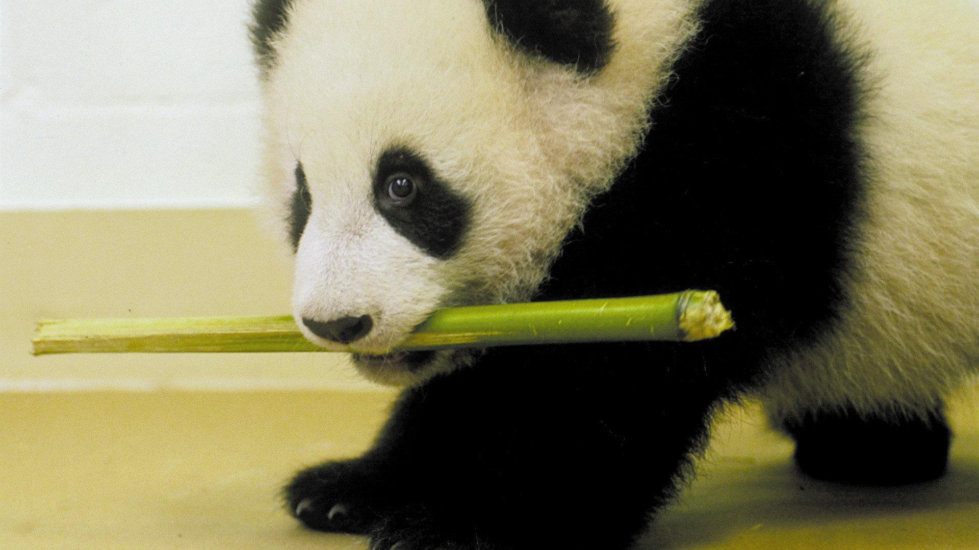 Still from The Panda Baby