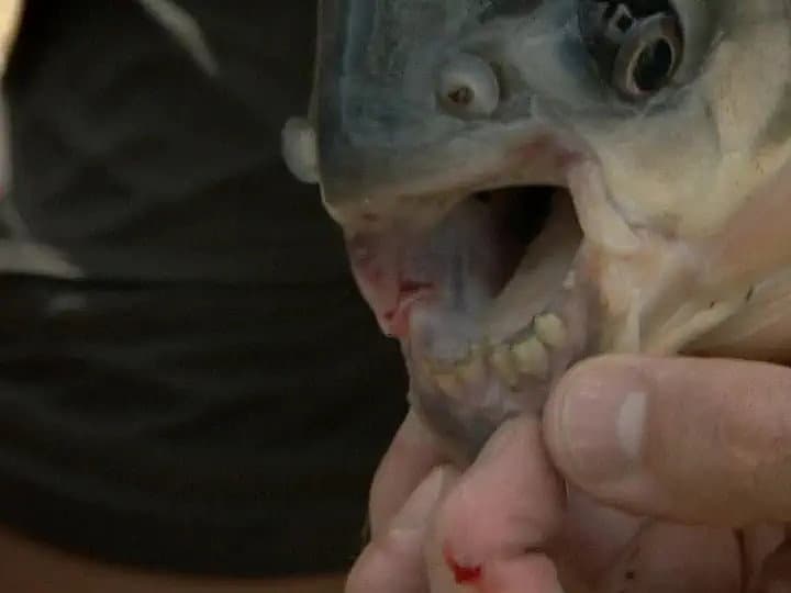 Still from The Mutilator