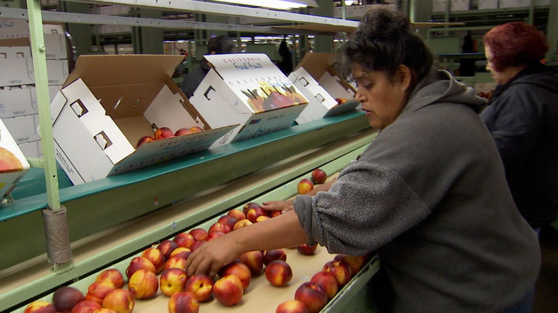 Still from Harvesting Plus