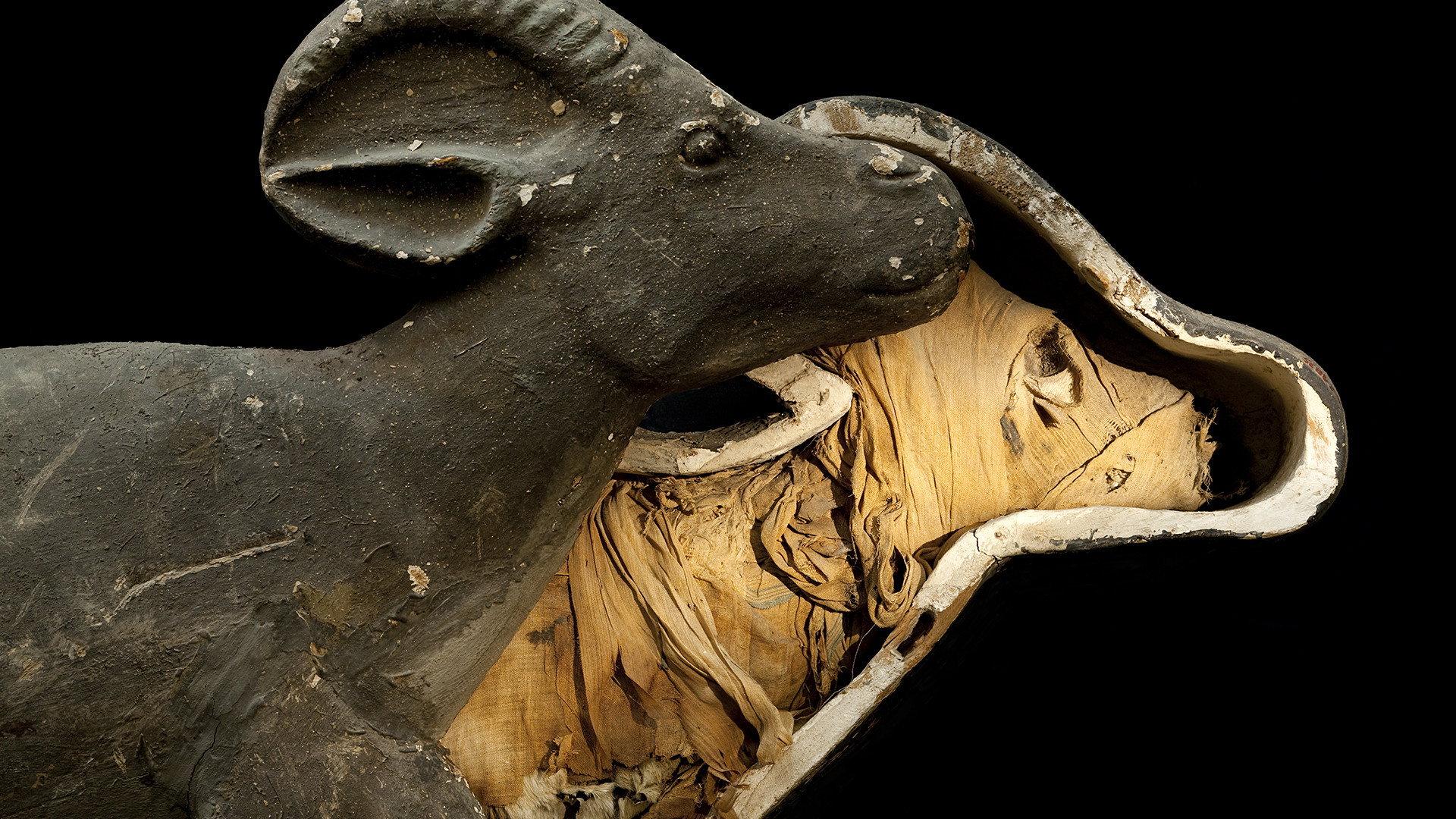 Still from Animal Mummies