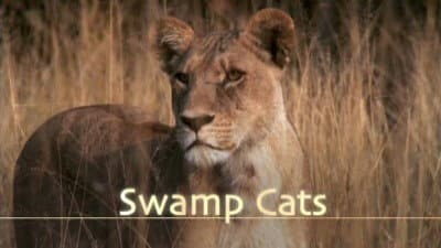 Still from Swamp Cats