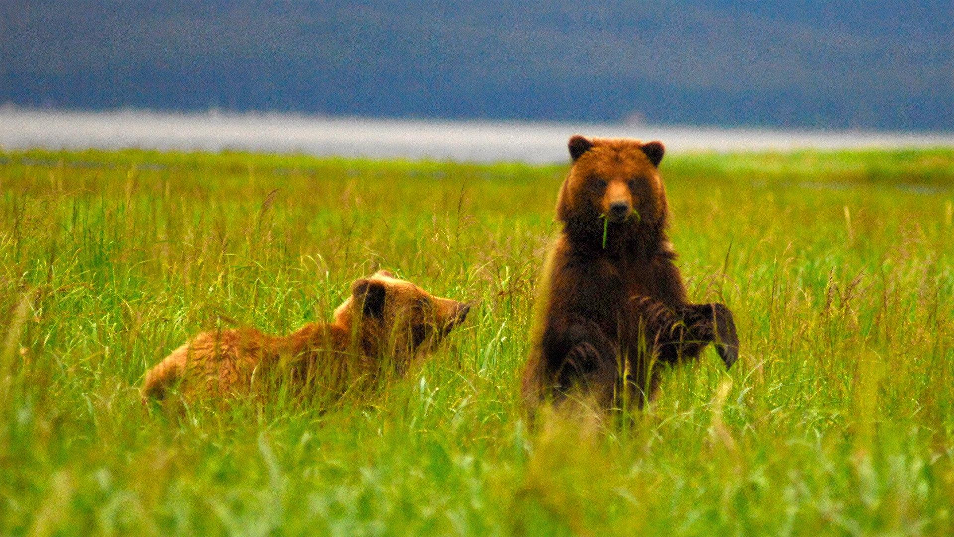 Still from Fortress of the Bears