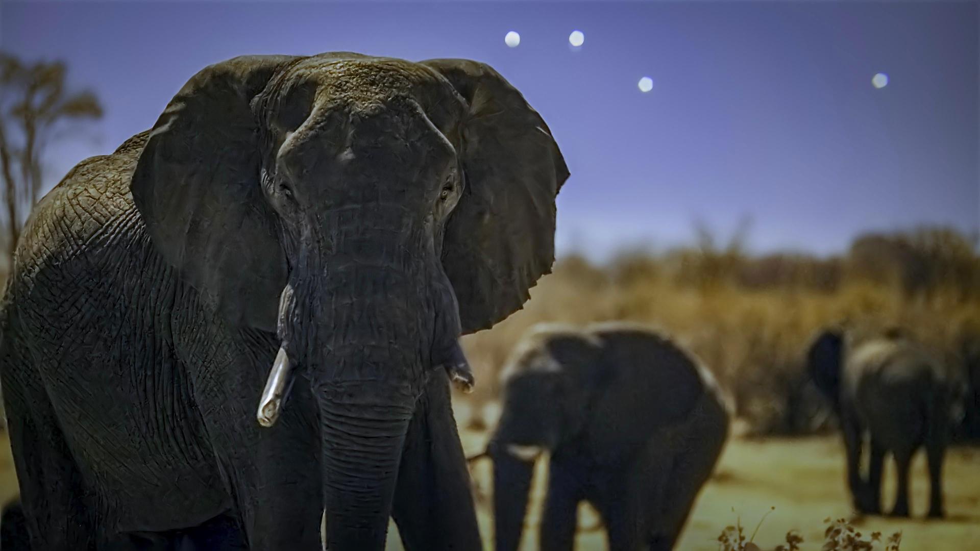 Still from Elephant Plains