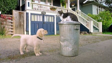 Still from Kitten Academy