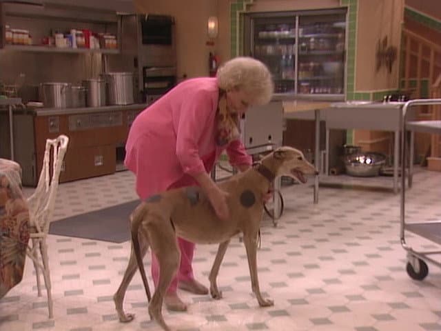 Still from A New Leash on Life