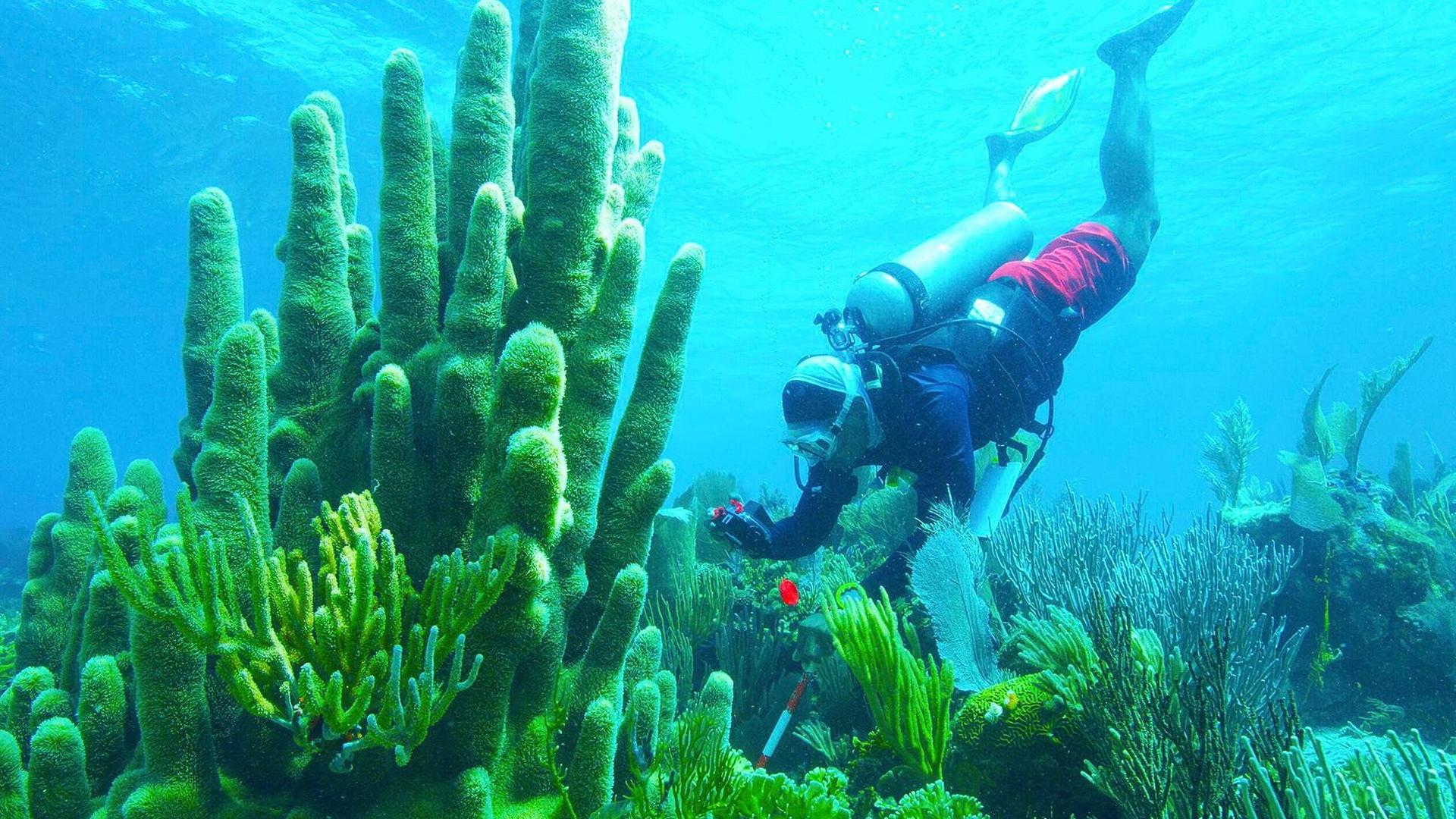 Still from Treasure of the Caribbean