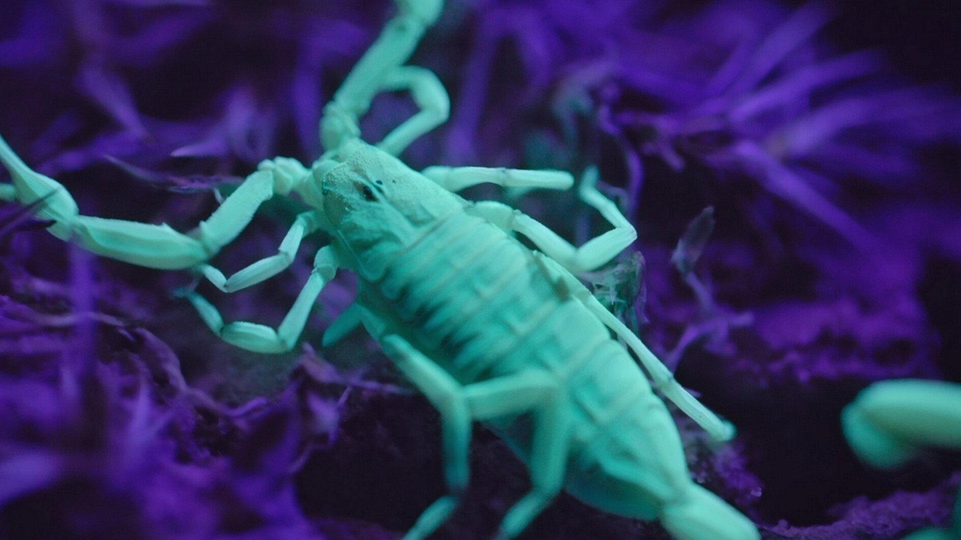 Still from Janus