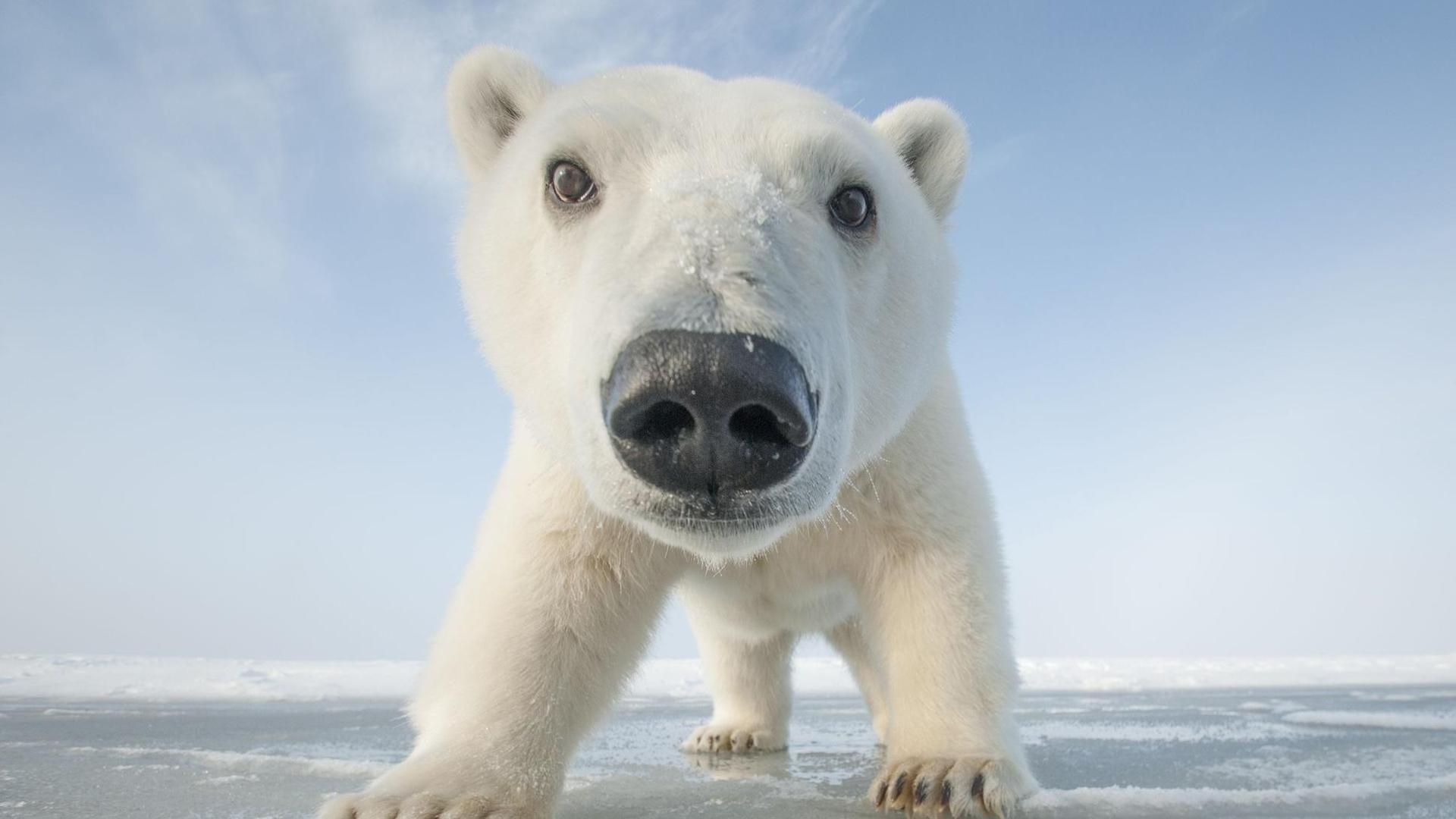 Still from Snowbound: Animals of Winter