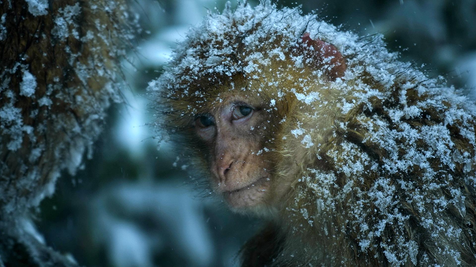 Still from Macaque: Monkeys in the Mountains – A Dynasties Special