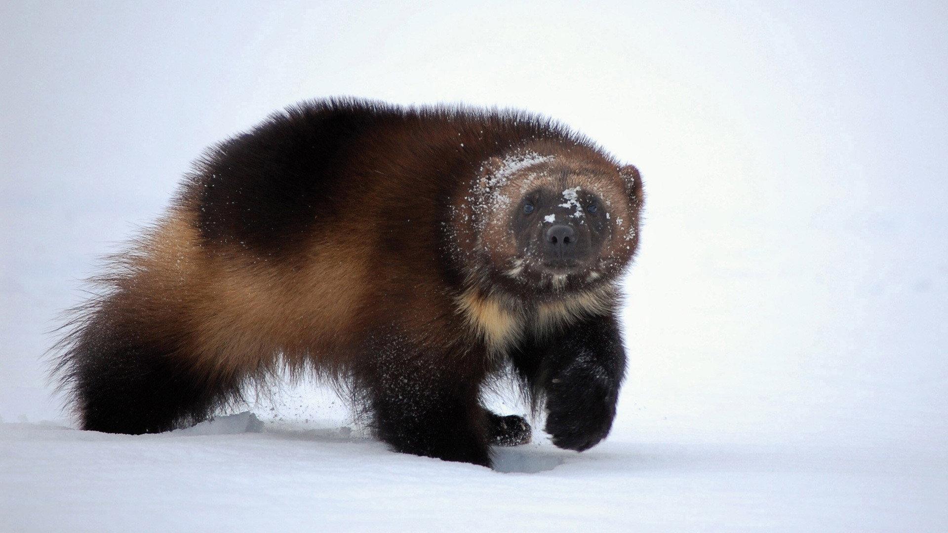 Still from Wolverine: Chasing the Phantom