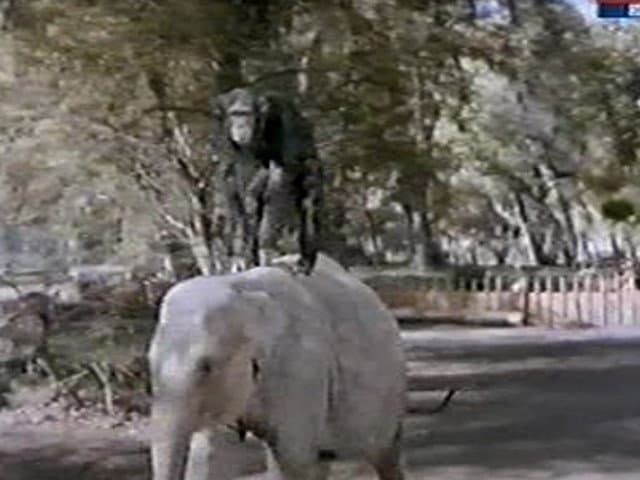 Still from Judy and the Baby Elephant