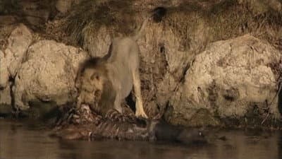 Still from The Last Lions of India