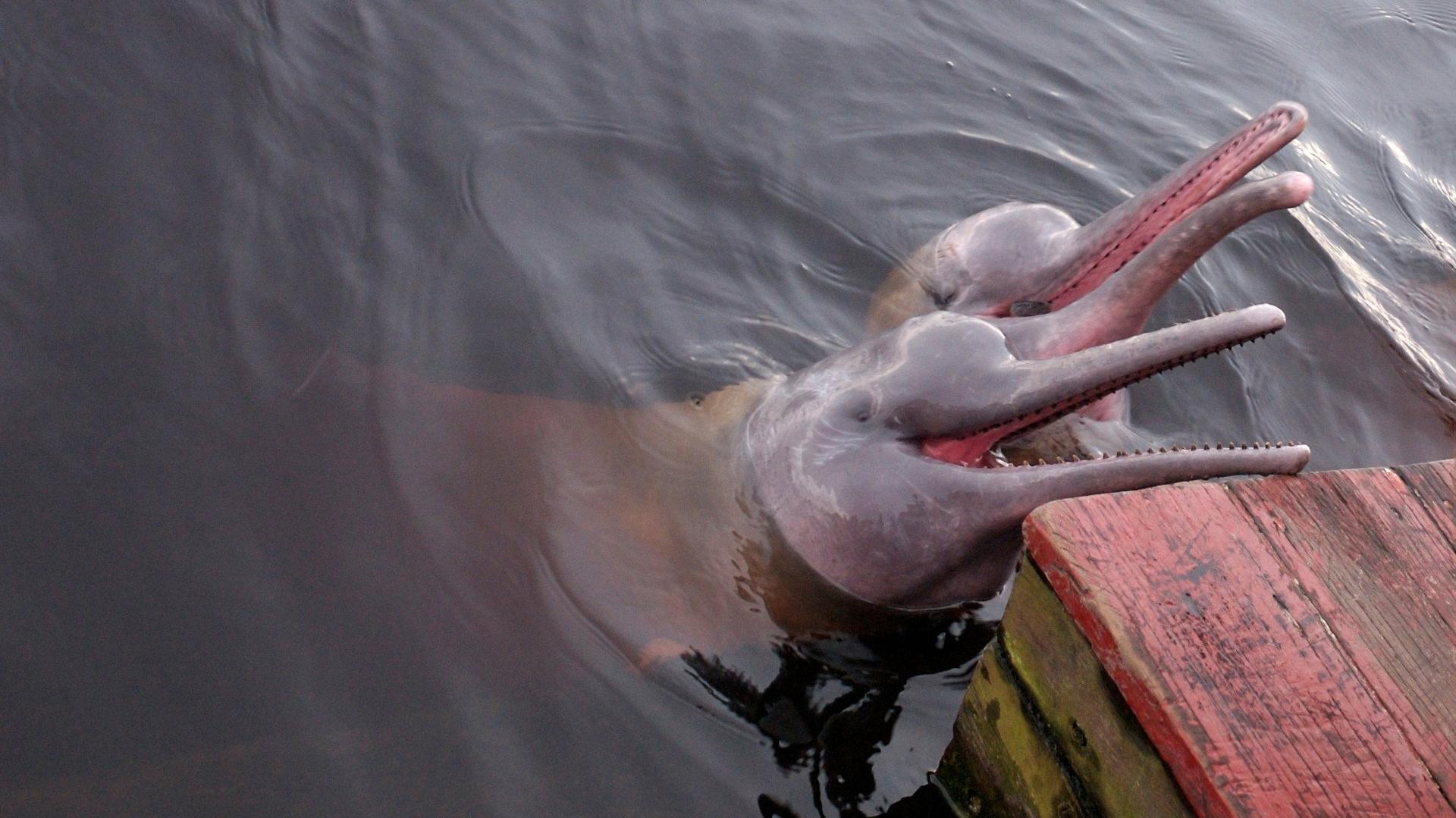 Still from The Most Bizarre