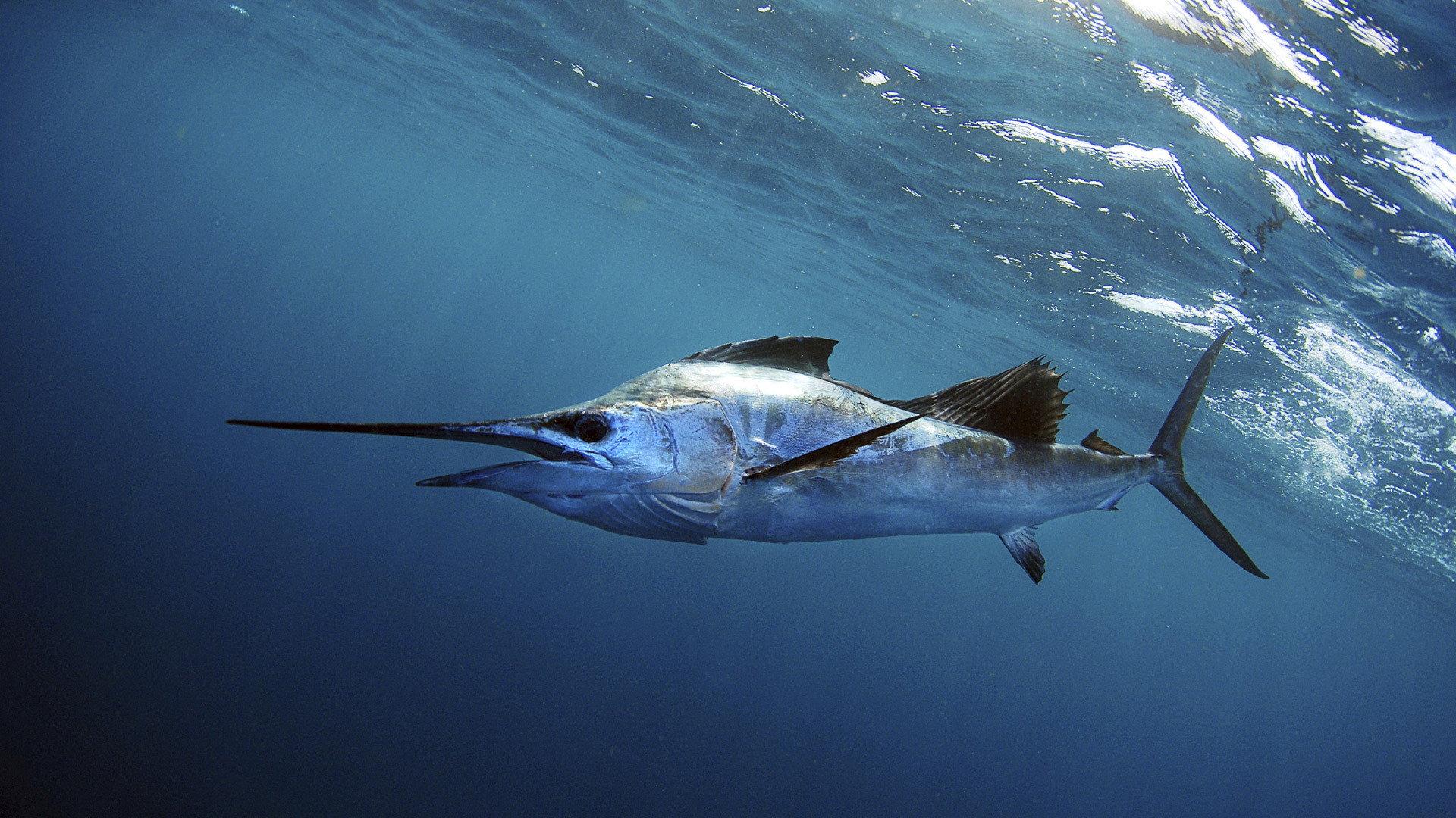 Still from Superfish