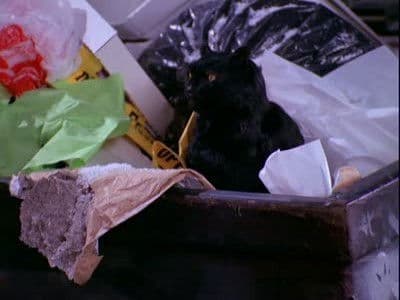 Still from A Girl and Her Cat