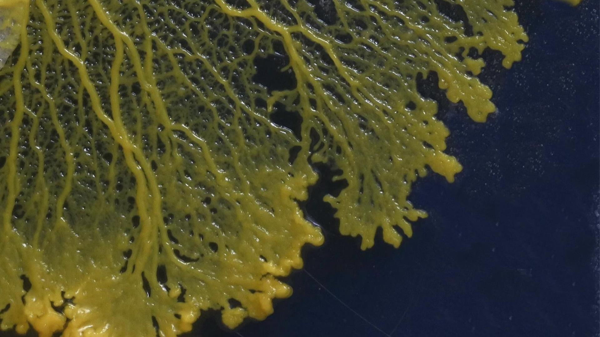 Still from Secret Mind of Slime