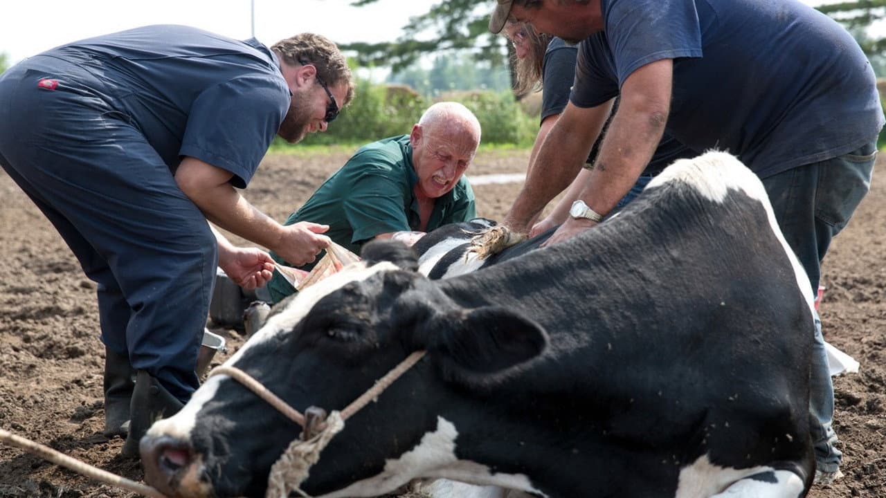 Still from Cowhide and Seek