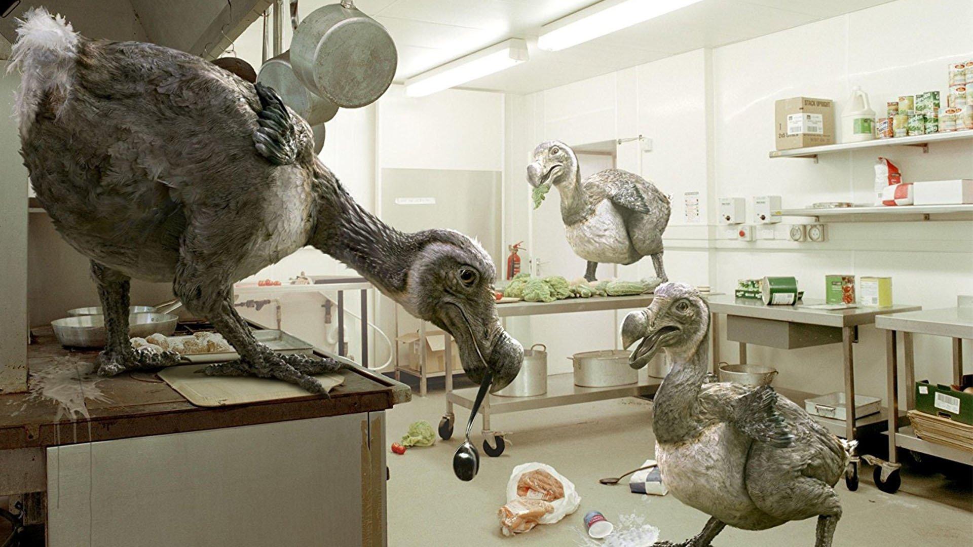 Still from Dodo Madness