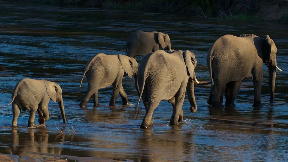 Still from Elephants of the Sand River