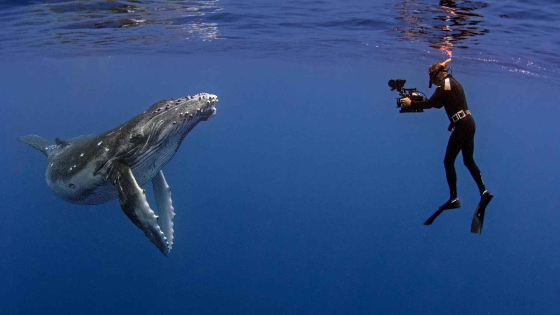 Still from The Whale Detective