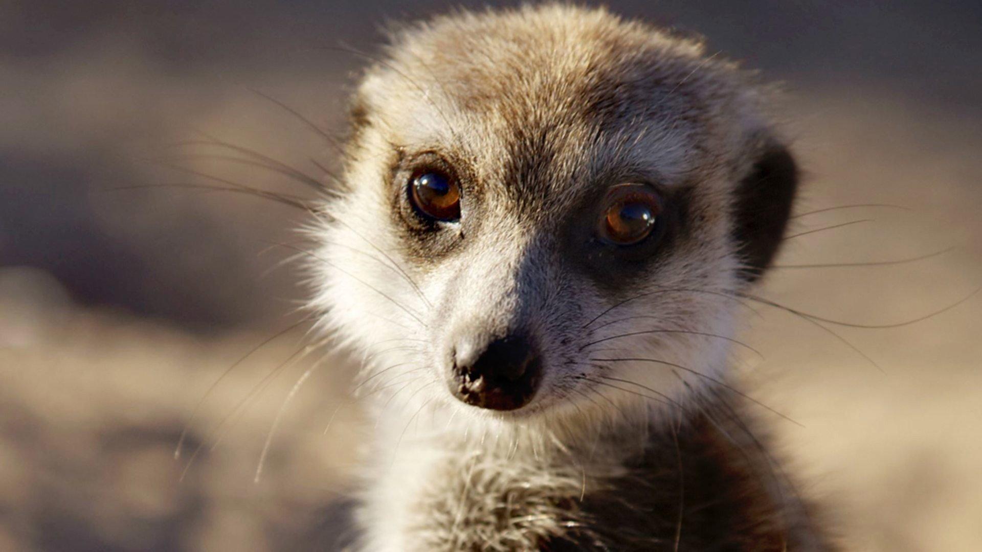Still from Meerkats: Secrets of an Animal Superstar