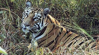 Still from Tigers of the Emerald Forest