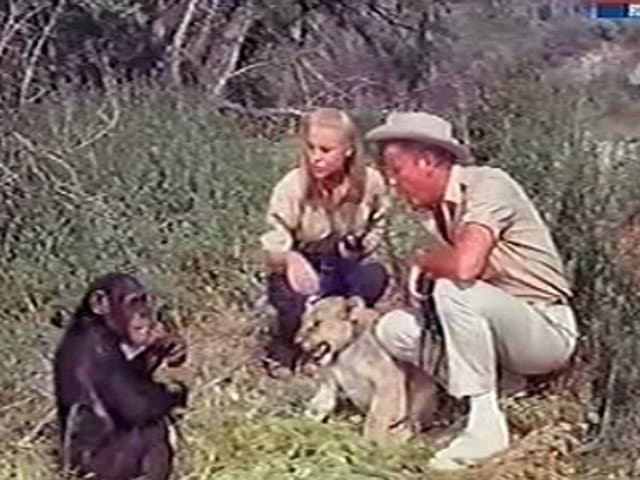 Still from One of Our Cubs Is Missing