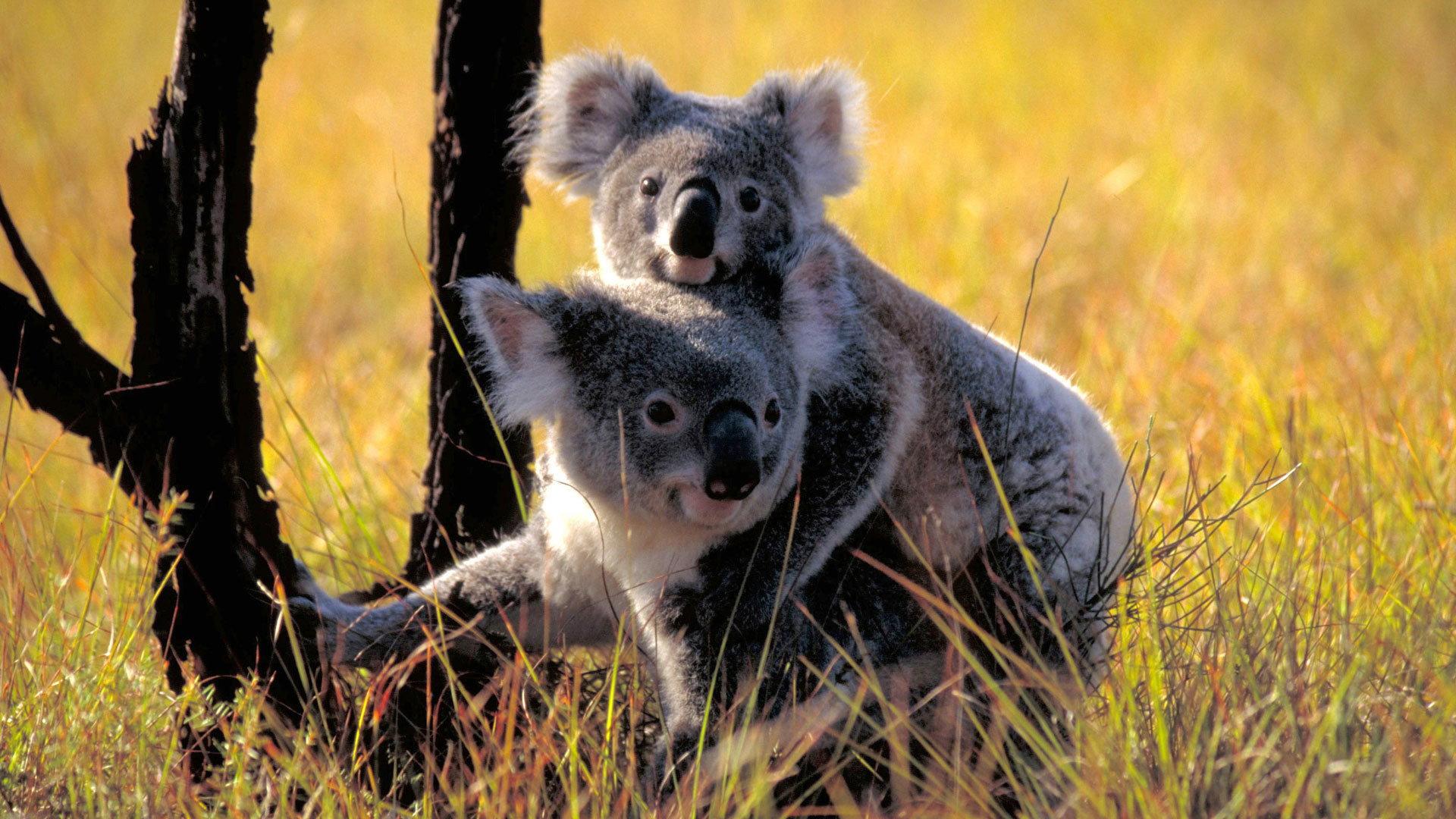 Still from Cracking the Koala Code