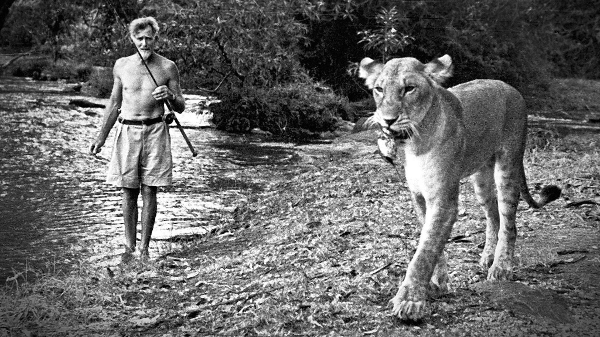 Still from Elsa: The Lioness That Changed The World