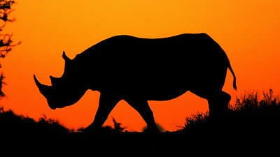 Still from Flight of the Rhino
