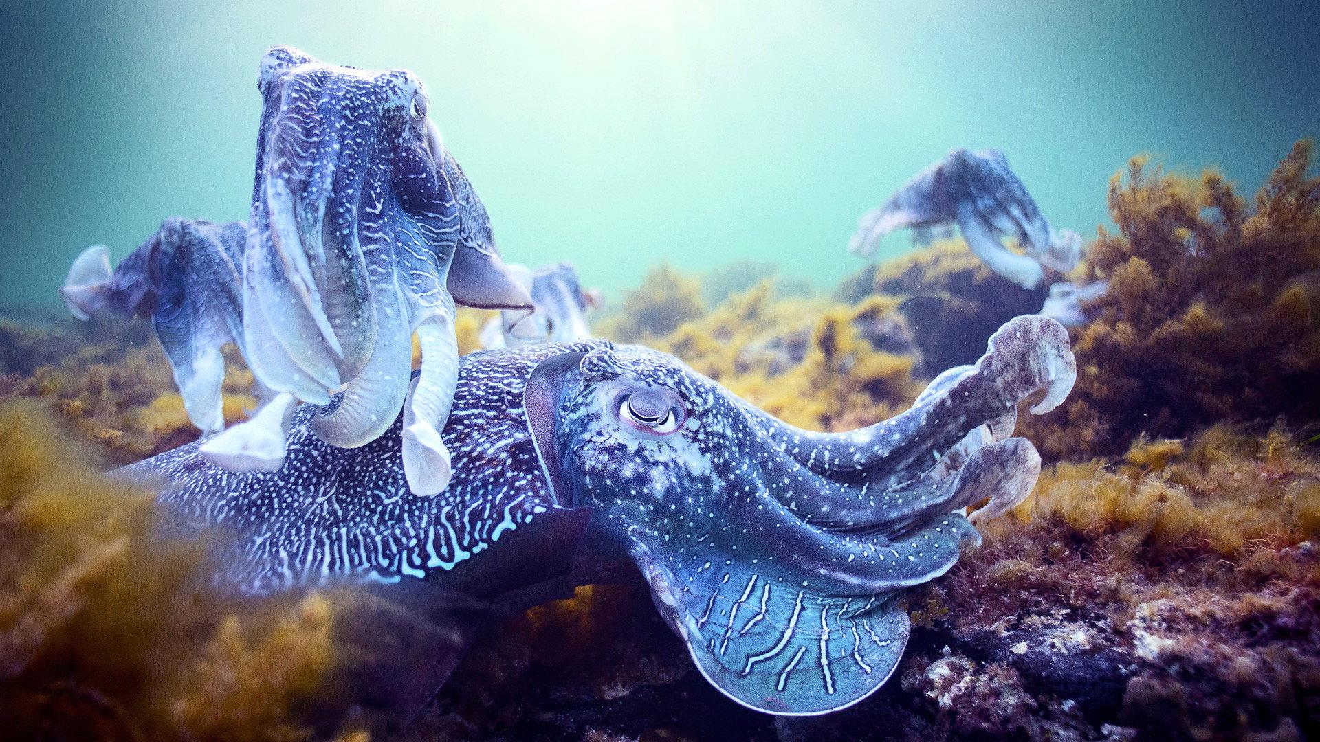 Still from Oceans of Wonder
