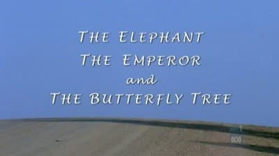 Still from The Elephant, The Emperor and Butterfly Tree