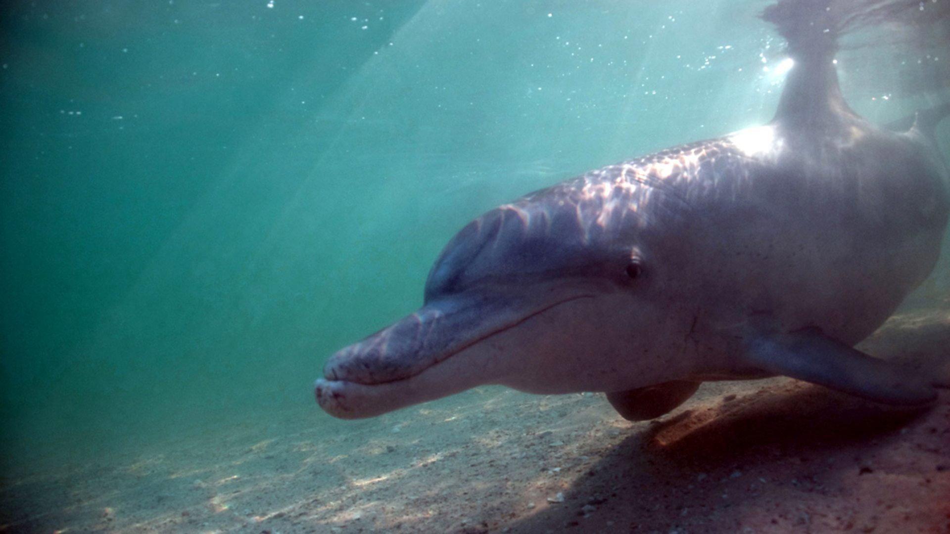 Still from The Dolphins of Shark Bay