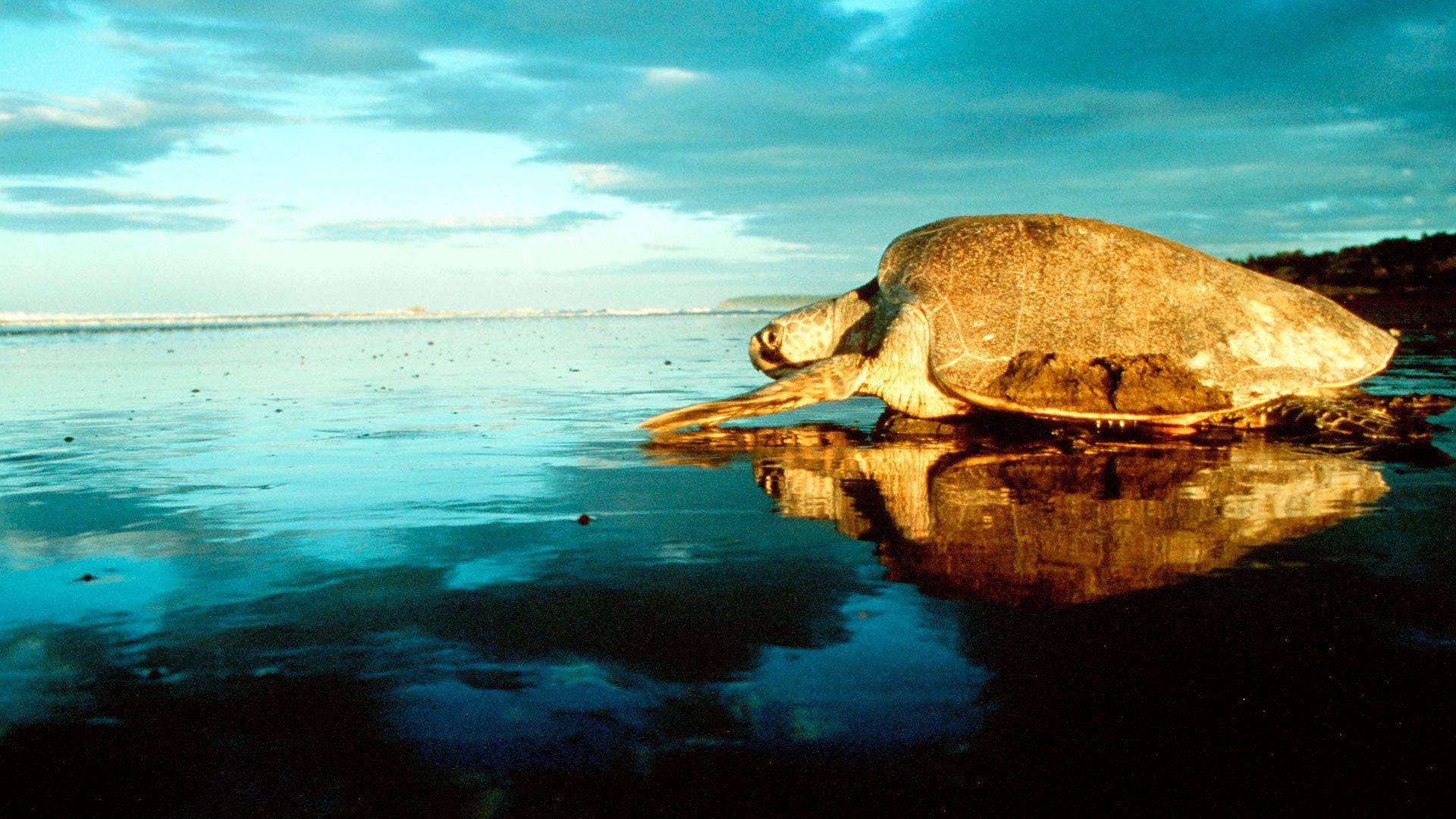 Still from Coasts