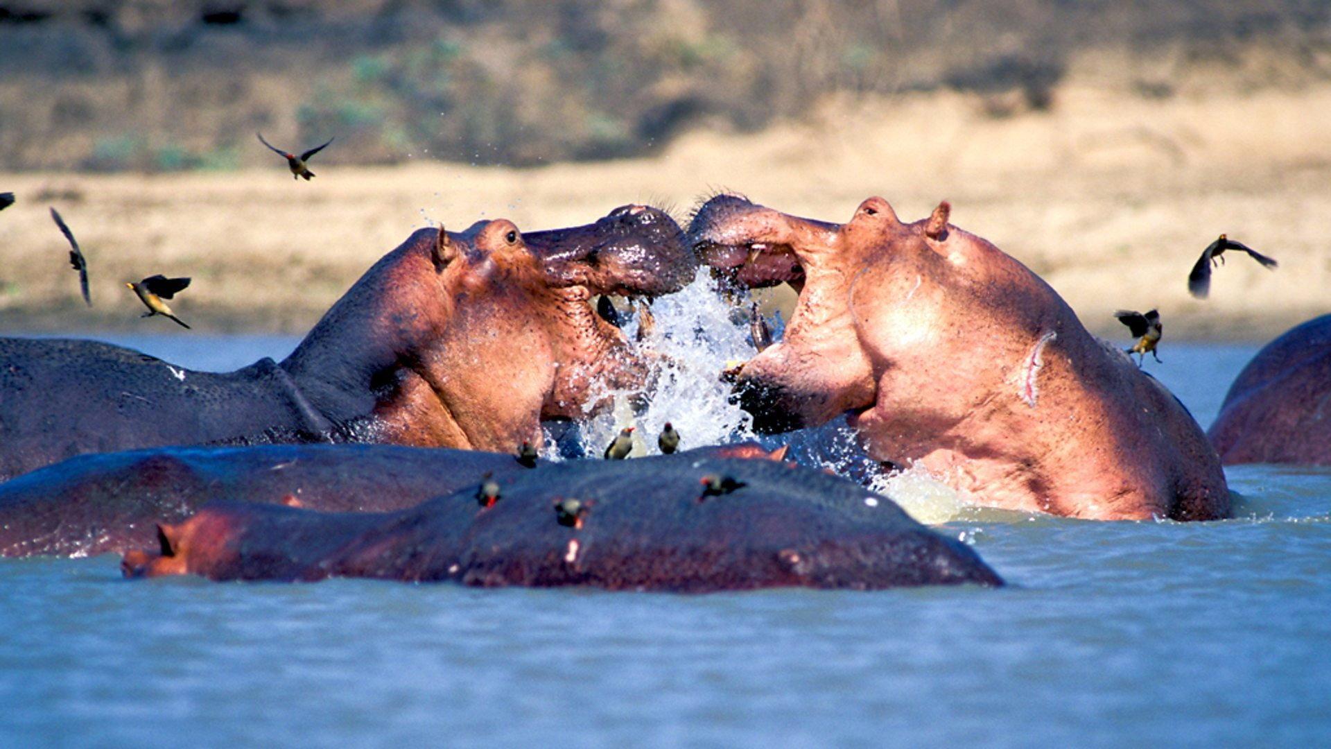 Still from Zambezi