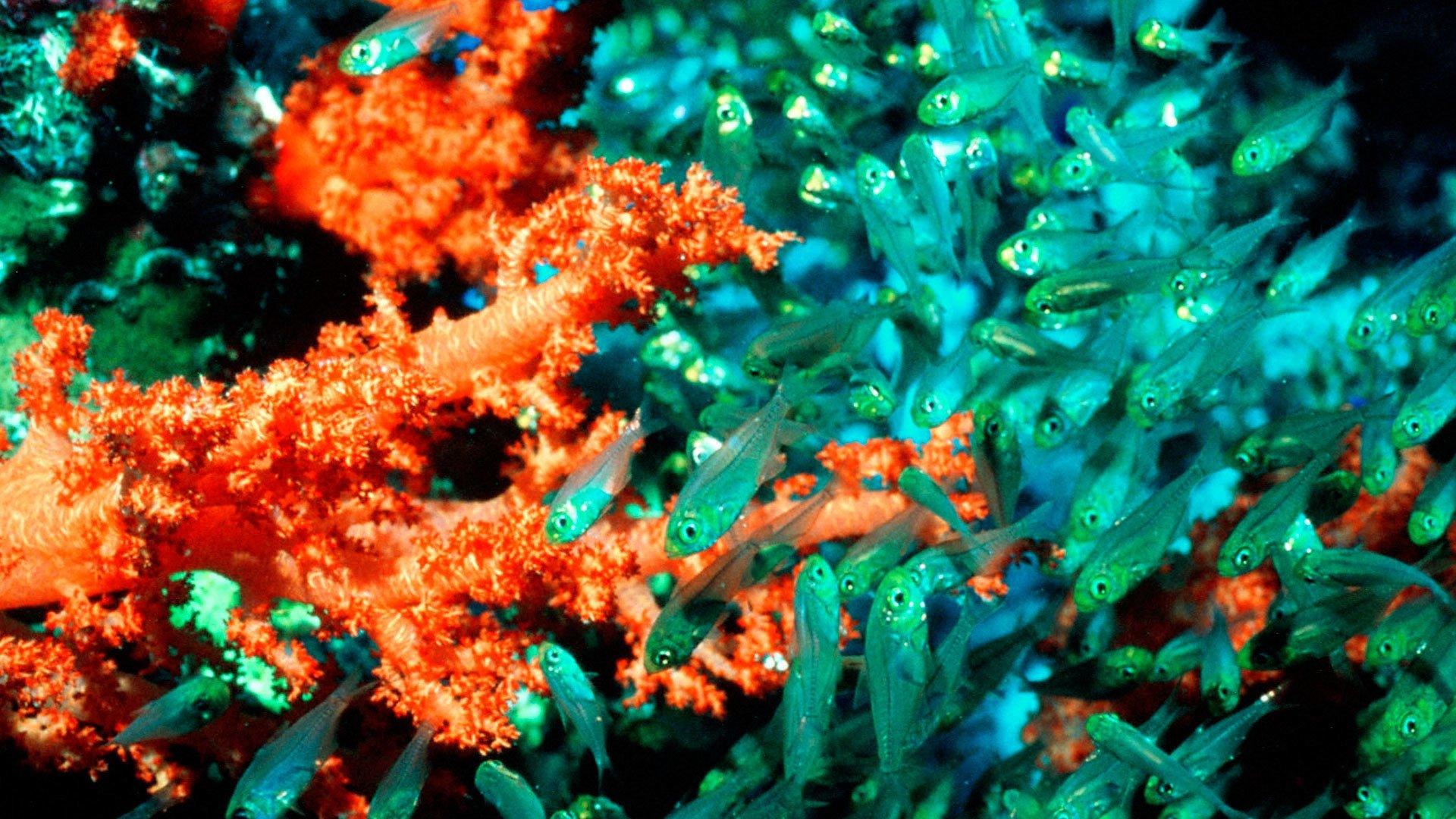 Still from Coral Seas